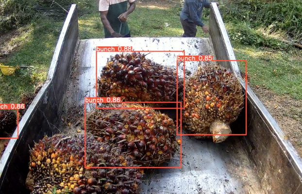 bunch detection and sorting palm fruit 