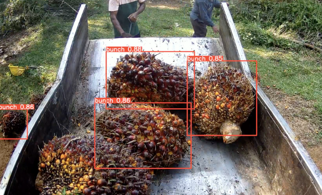 Revolutionizing the Palm Oil Industry: How AI Vision Technology Tackles Manual Labor Challenges and Optimizes Yield through Stripped and Unstripped Bunch Detection