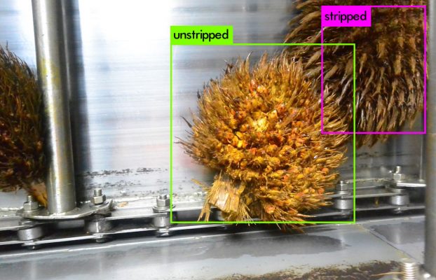 Distinguishing Bunches: Advantages in Automated Palm Oil Identification for Sustainability