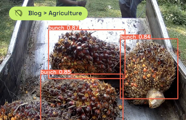 Distinguishing Bunches: Advantages in Automated Palm Oil Identification for Sustainability