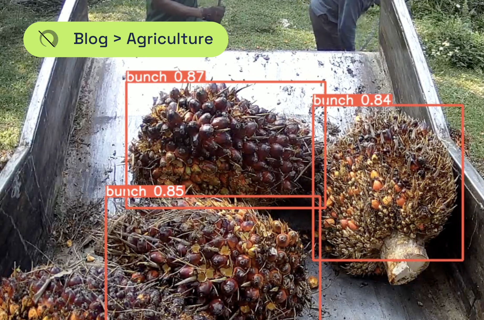 Distinguishing Bunches: Advantages in Automated Palm Oil Identification for Sustainability
